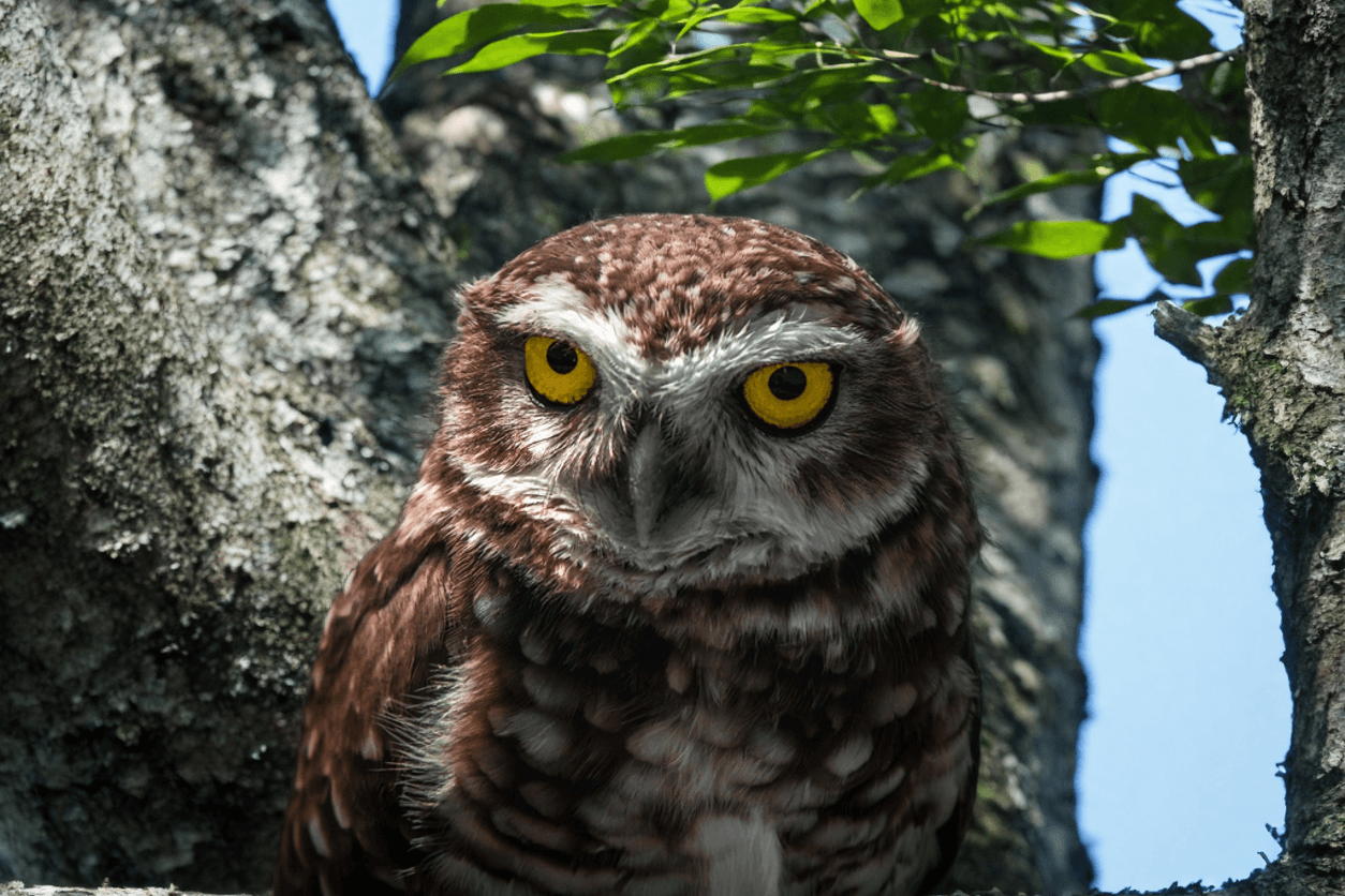 AI Generated Result